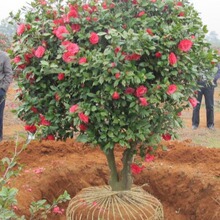 茶花 福建大红 当年开花 基地供应 红露珍