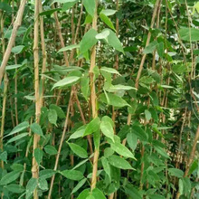 批发园林绿化工程苗藤本植物 油麻藤苗 四季常青