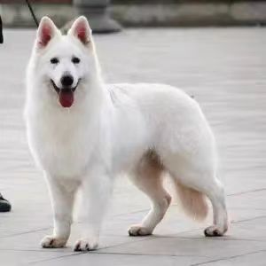 出售纯种瑞士牧羊犬活体幼犬狼狗纯白德国牧羊犬宠物犬宠物狗批发