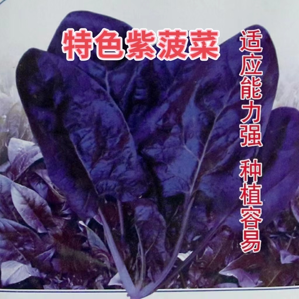 特色紫色菠菜种 特色蔬菜种子春秋冬季播种 大叶菠菜越冬菠菜阳台