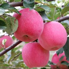 10斤甘肃静宁苹果 平凉特产水果应季新鲜苹果 新果