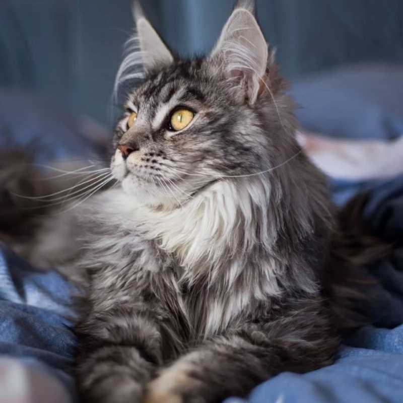 缅因猫幼猫活的棕银虎斑挪威森林猫超萌幼崽可爱宠物猫咪网红便宜