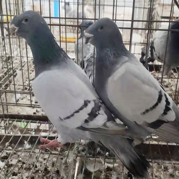 蛇头鸽子图片