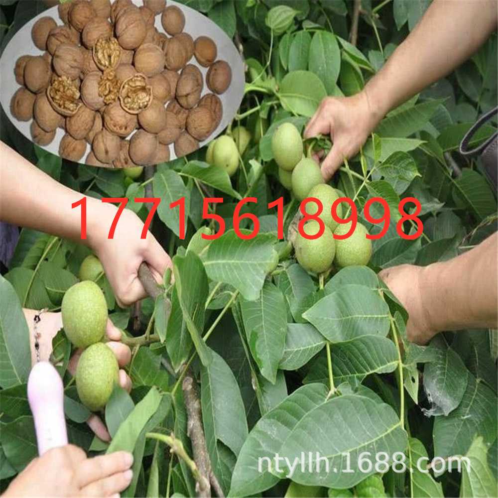 猴头文玩核桃树把玩核桃嫁接苗麻核桃苗狮子头官帽四座楼当年挂果