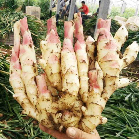 【红芽姜】-红芽姜厂家,品牌,图片,热帖-阿里巴巴