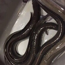 潮鲜汇 鲜活现杀河鳗白鳝新鲜海捕鳗鱼乌耳鳗每条2斤_