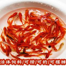 日本纯种锦鲤水花红白三色白写昭和活鱼草金小鱼苗幼苗淡水观赏鱼