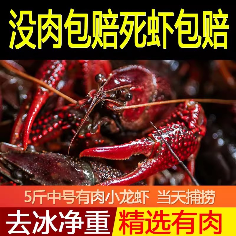 产虾大咖小龙虾鲜活水产5斤567钱湖北监利清水活虾稻田淡水大龙虾