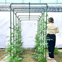 葡萄种菜爬藤架支撑杆架庭院架黄瓜园艺花卉植物西红柿豆角花支架