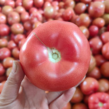 甘肃民勤沙瓤西红柿