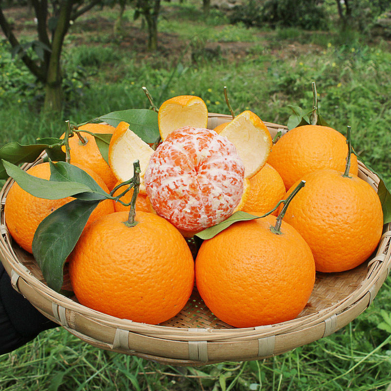 四川青见柑橘10斤装非爱媛果冻橙不知火丑橘耙耙柑新鲜水果3斤