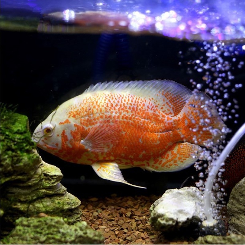 15cm黑白地图鱼大型热带鱼猪仔淡水观赏鱼活体凶猛鱼龙鱼配鱼