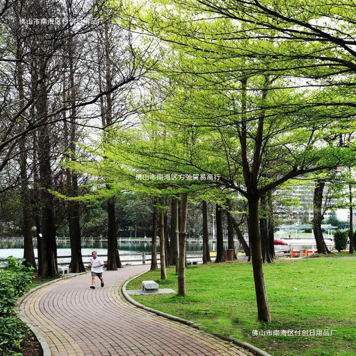 小叶榄仁树苗户外别墅庭院风景树细叶榄仁雨伞树行道遮阴绿化植物