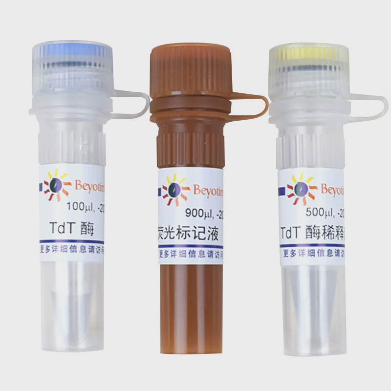 C1089-20次 一步法TUNEL细胞凋亡检测试剂盒(红色荧光) 碧云天