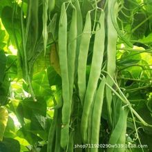 早熟绿龙架豆种子丰产宽扁芸豆种子无筋春秋季东北四季豆油豆菜籽