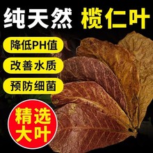 疯狂水草榄仁叶斗鱼懒人叶鱼缸橄榄叶降酸降低调节ph值橄仁叶