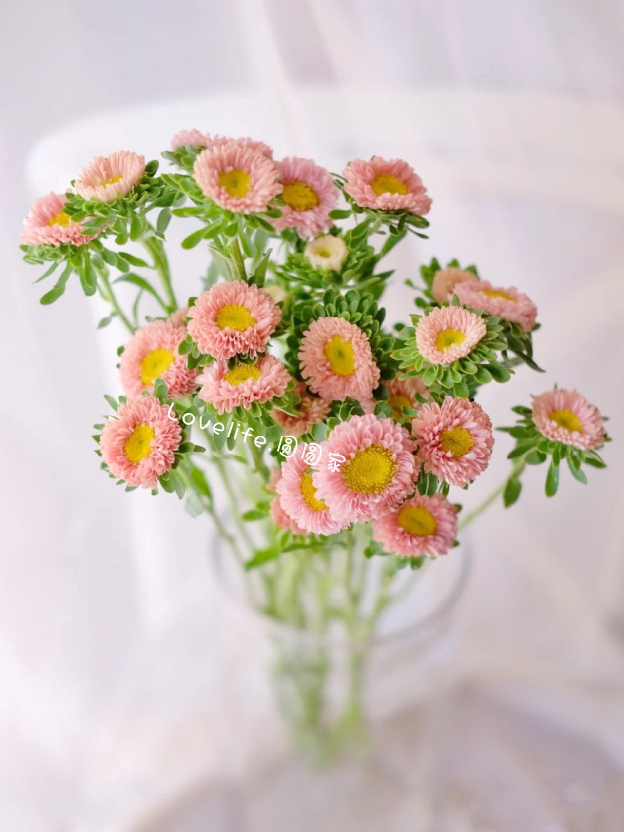 翠菊菊花鲜花各色小雏菊小可爱切花新鲜家庭插花办公室水养