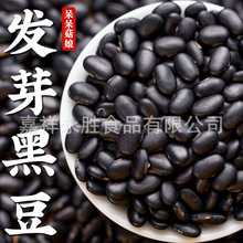 【新店冲量】发芽小黑豆1斤发豆芽专用黑豆黄心芯黑小豆芽豆零售