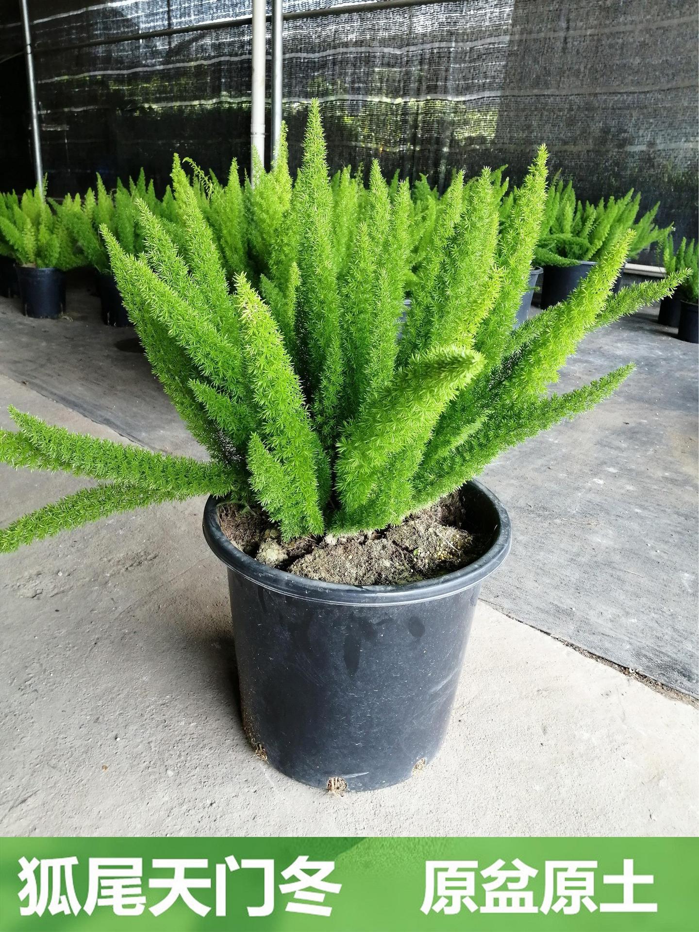 保定绿化苗木-保定绿化苗木厂家,品牌,图片,热帖-阿里巴巴