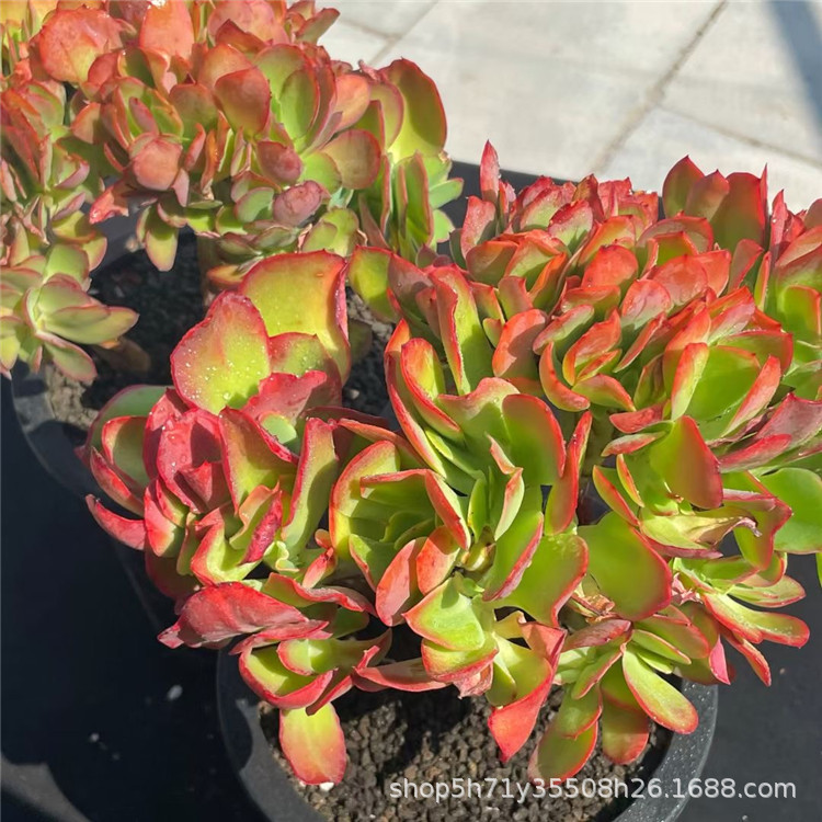 基地多肉植物玫瑰系列批发 帕比玫瑰缀化 粉山地玫瑰单头多肉