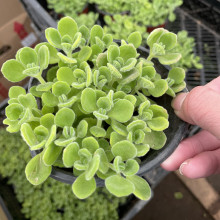 碰碰香盆栽可食用绿植驱蚊提神香喷喷多肉植物阳台花卉空气一抹香