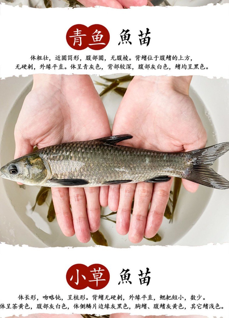 鲤鱼苗草鱼苗鲫鱼苗螺丝青鱼活体养殖淡水鱼苗批发龙鱼饲料鱼包活