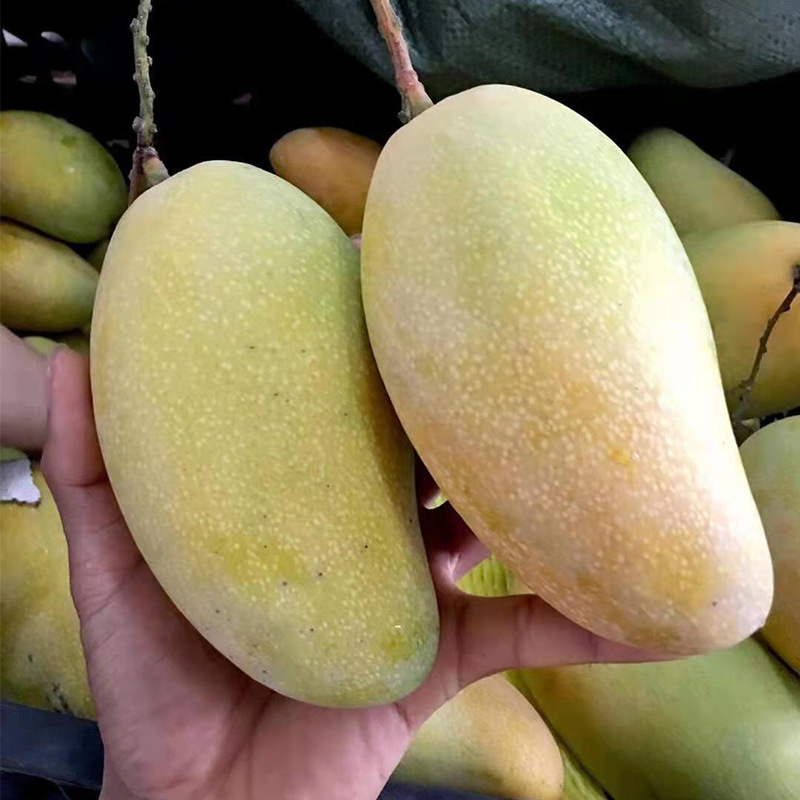 海南金煌芒黄皮金煌芒套袋芒果当季新鲜芒果现摘现发5斤装8斤装