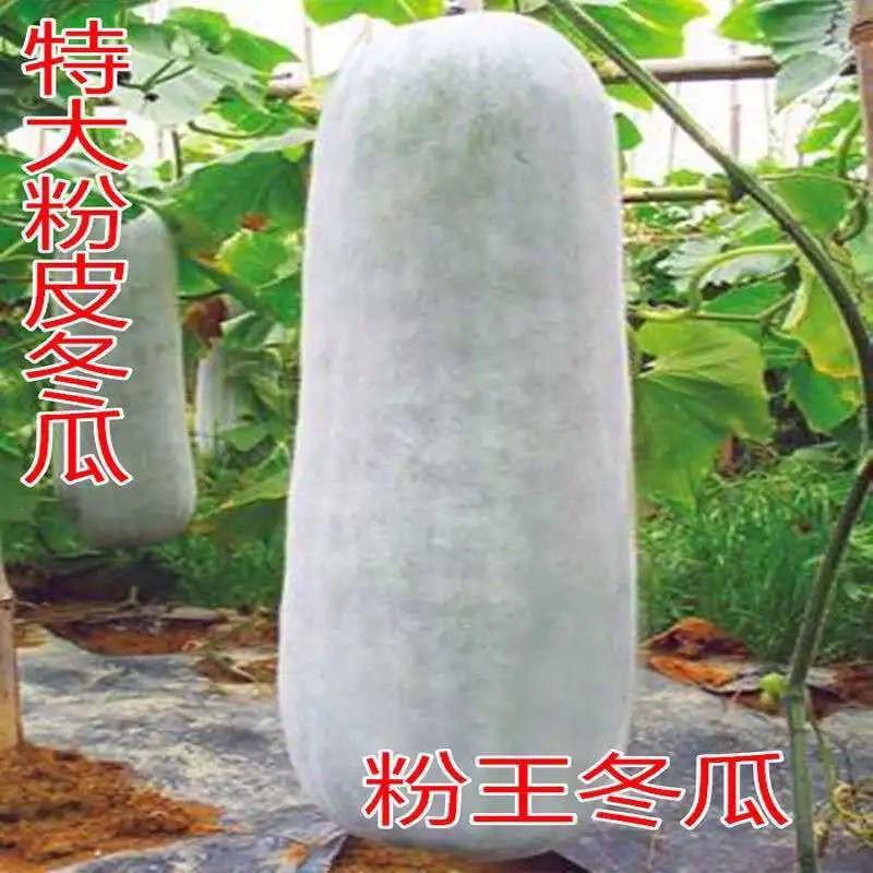 【特大粉皮冬瓜种子】高产白皮冬瓜种籽黑皮冬瓜籽四季东瓜种球