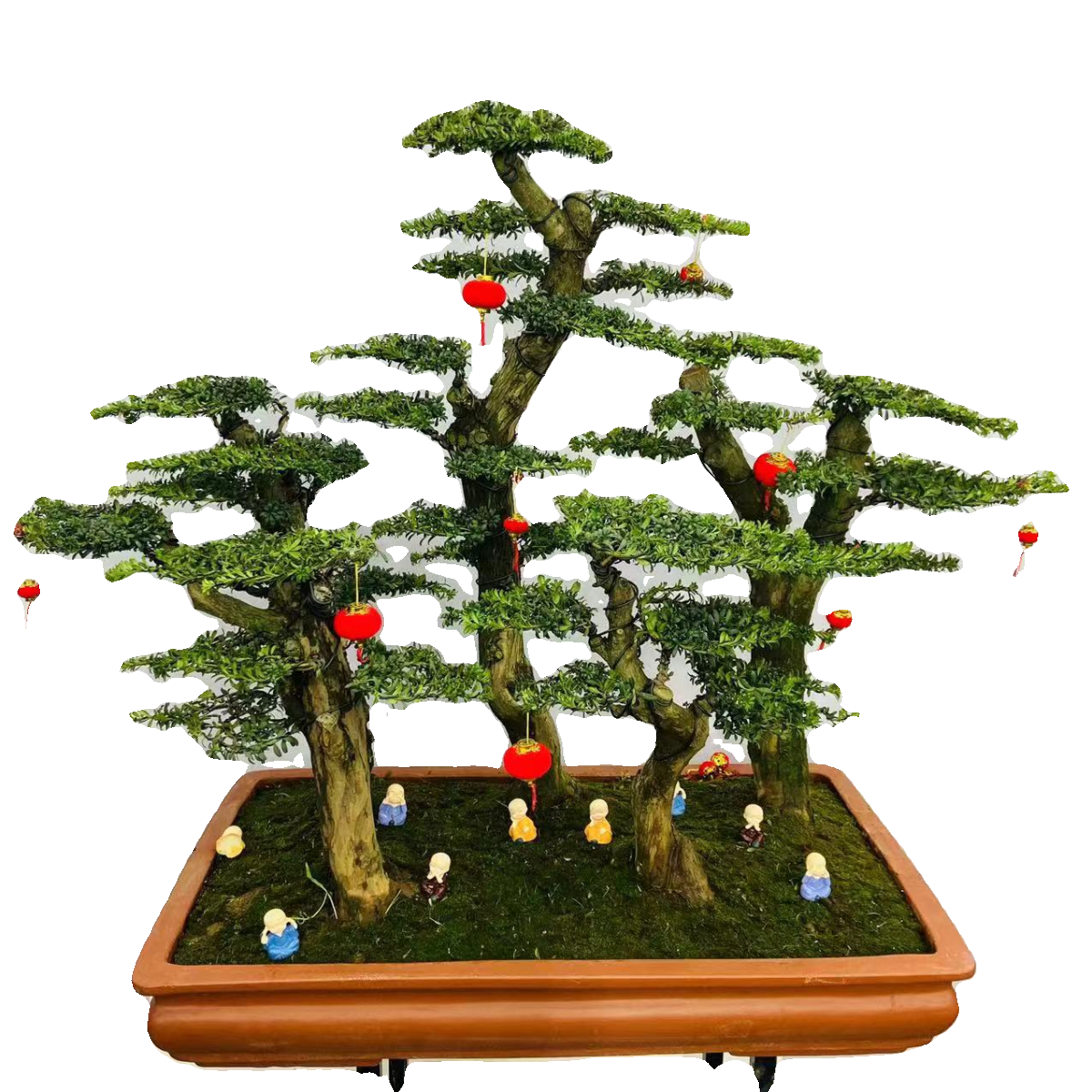 罗汉松名贵大树盆景老桩盆栽造型树室内室外好养,一物一拍