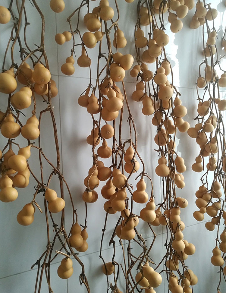 文玩手捻小葫芦种子 庭院阳台盆栽种植摆件品相好小葫芦籽易发芽