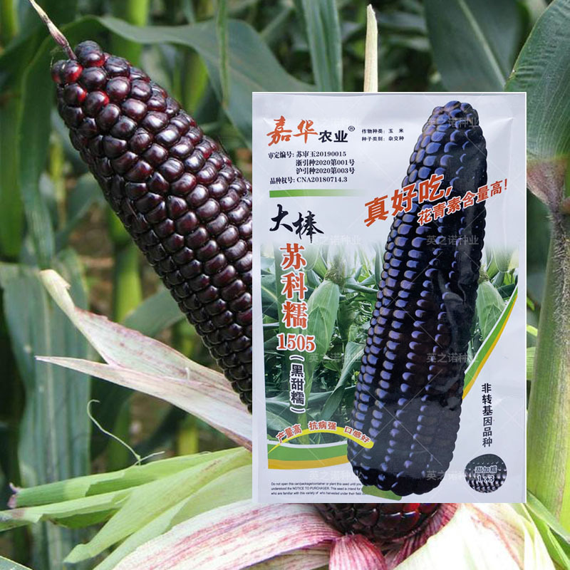 苏科糯1505玉米籽黑甜糯非转基因糯粘苞米大棒真好吃黑玉米种子