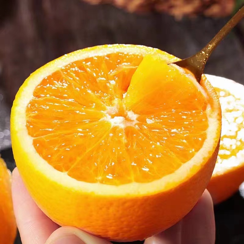 湖北宜昌秭归九月红脐橙纽荷而当季现摘10斤橙子新鲜水果皮薄爆