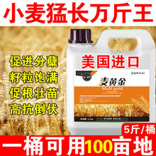 麦黄金增产王叶面肥小麦增产专用叶面肥小麦分蘖剂高产增收水溶肥