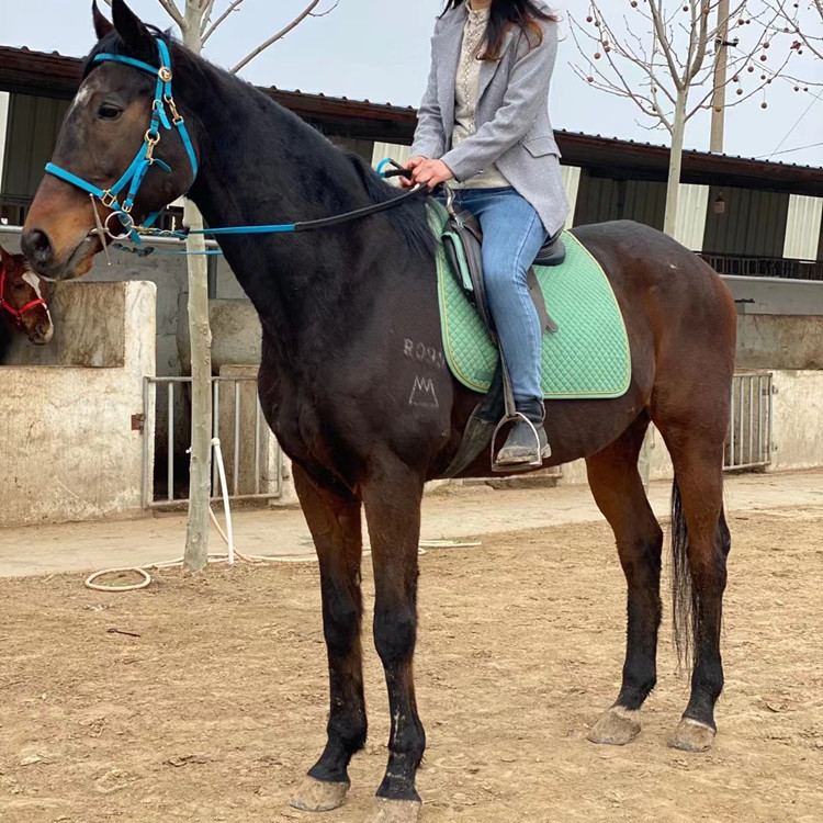 蒲城县纯血马半血马黄金色汗血宝马高头大马活体马出售回收马匹驯