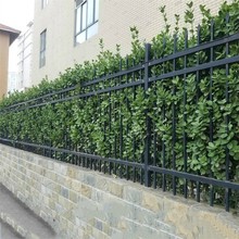 围墙篱笆植物大叶北海道黄杨冬青树耐寒庭院绿篱树别墅绿