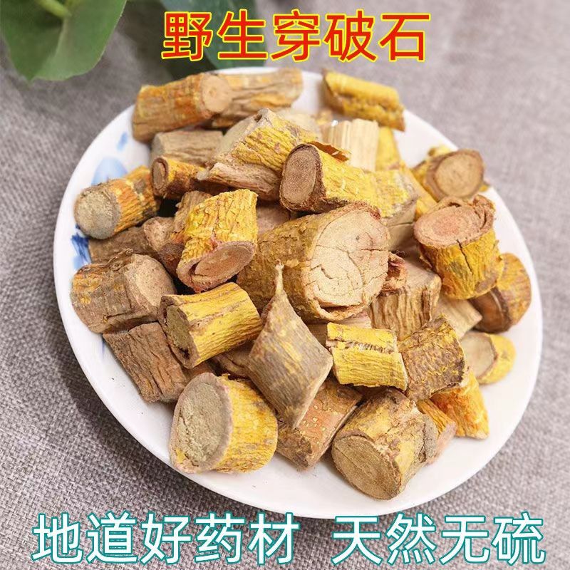 正品野生穿破石柘树根中药材川破石地棉根拓根新鲜切片晒干批发