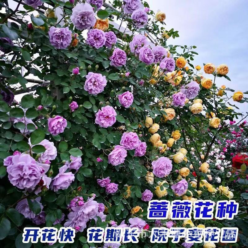 蔷薇花种子爬藤月季玫瑰四季开花爬墙攀援庭院室内花卉盆栽植物籽