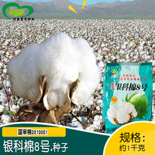 银科棉8号棉花种子 农田基地作物大桃洁白易摘收审定棉花籽易种植