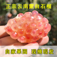 云南蒙自甜石榴新鲜水果正宗老树薄皮水晶绿籽石榴5/10斤大果包邮