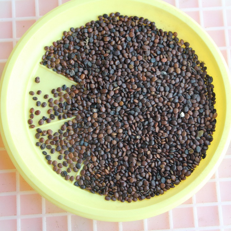 供应紫荆种子 出芽率高 颗粒饱满 紫荆种子 量大从优