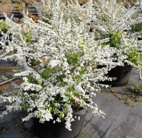 一件代发粉花雪柳a耐寒新品 粉色珍珠绣线菊喷雪花苗 庭院花卉植