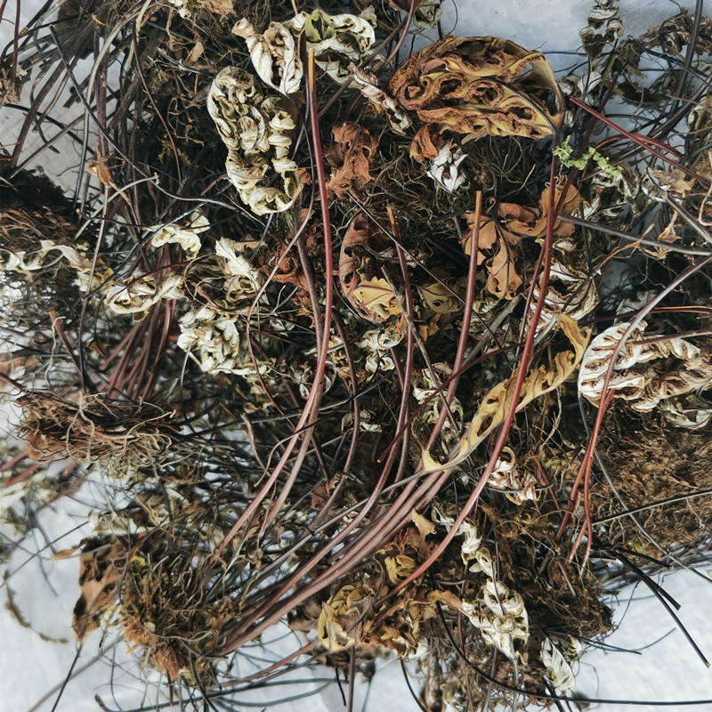 批发中草药材 通经草 金丝草 铁骨草 散装500克-阿里巴巴