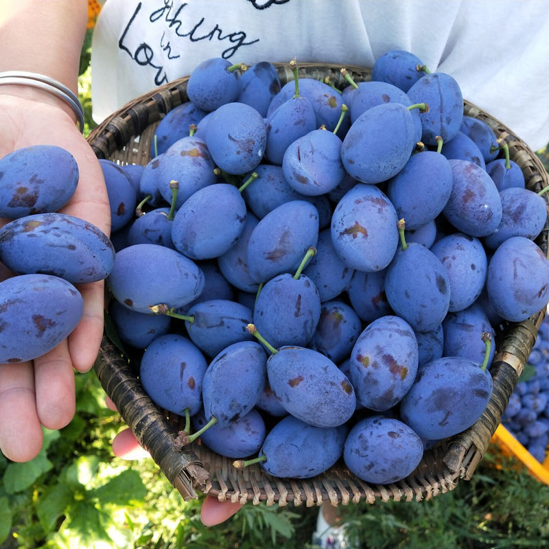 西梅新鲜水果甜大西梅当季整箱批发孕妇非新疆法兰西应季李子