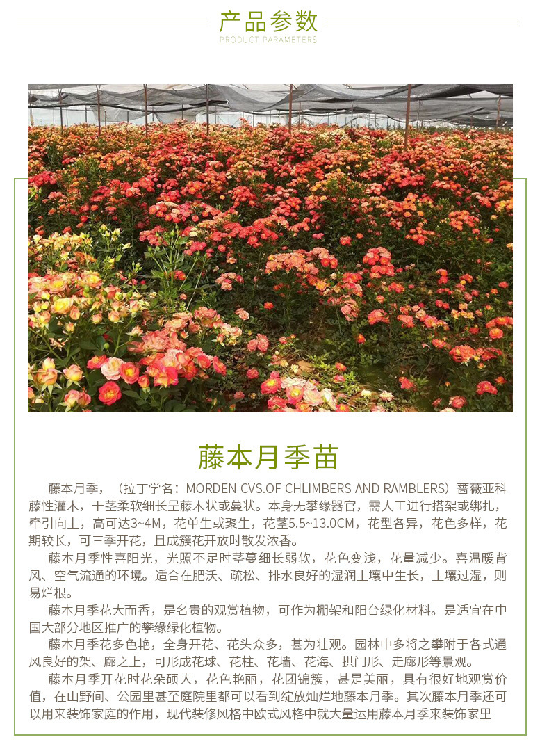 批发墙体绿化藤本月季花苗 安吉拉大红袍品种齐全 盆栽地栽工程苗