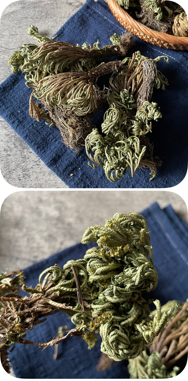 批发卷柏 供应石上柏 新鲜干货深绿卷柏 龙鳞草 还阳草九死还魂草