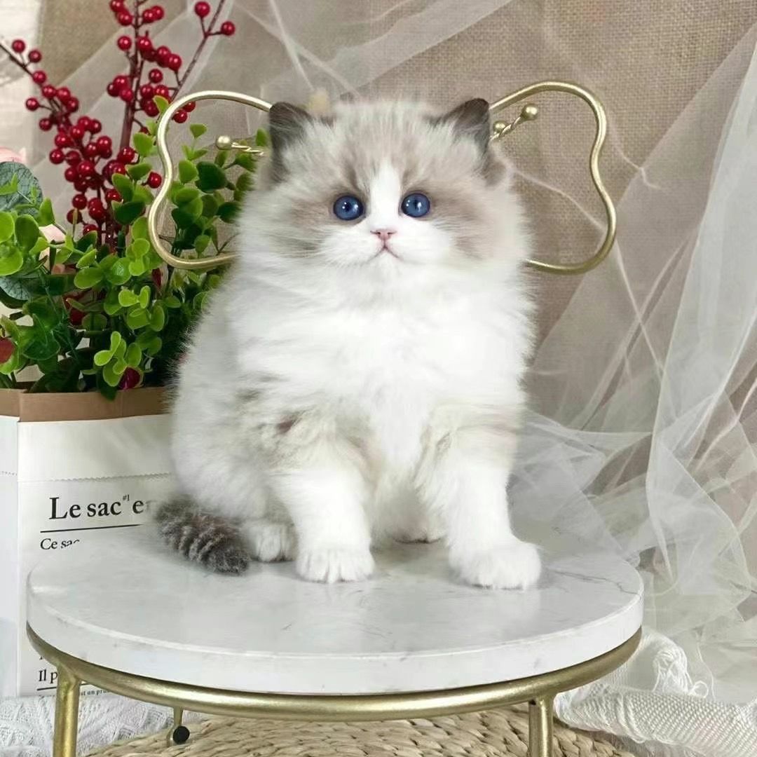海双布偶猫活体纯种蓝猫咪英短蓝白幼猫崽宠物猫美短银渐层金渐层