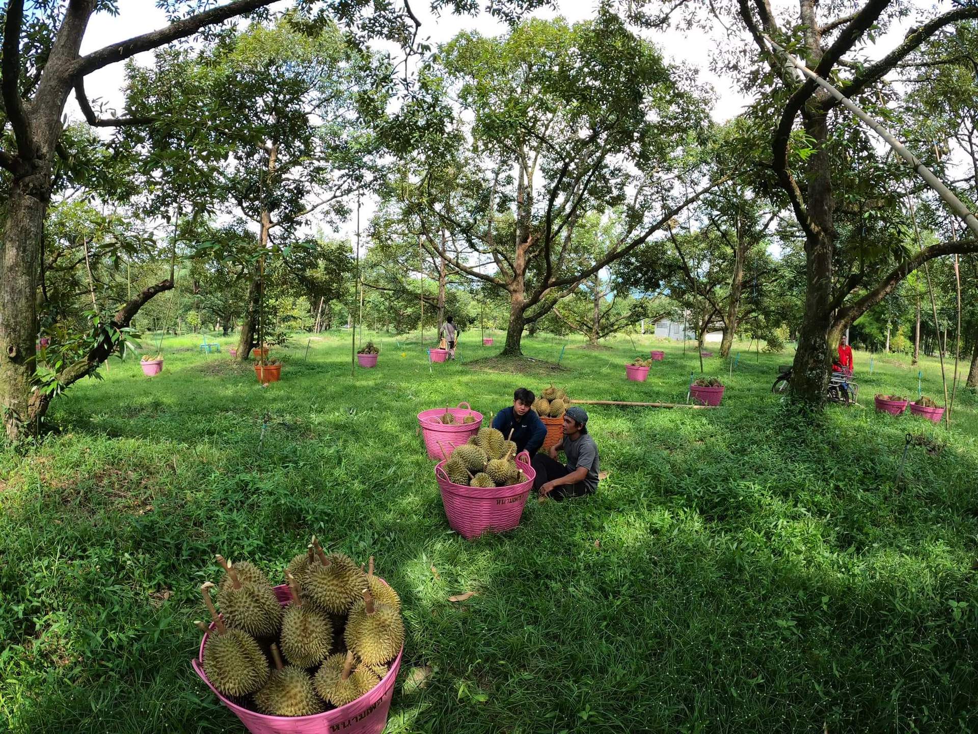 产地货源泰国进口金枕榴莲批发一级巴掌榴莲新鲜水果批发微商代发-阿