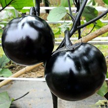 快圆茄种子茄子苗孑高产黑紫色菜特大圆蔬菜秧茄种籽秧苗品种茄苗