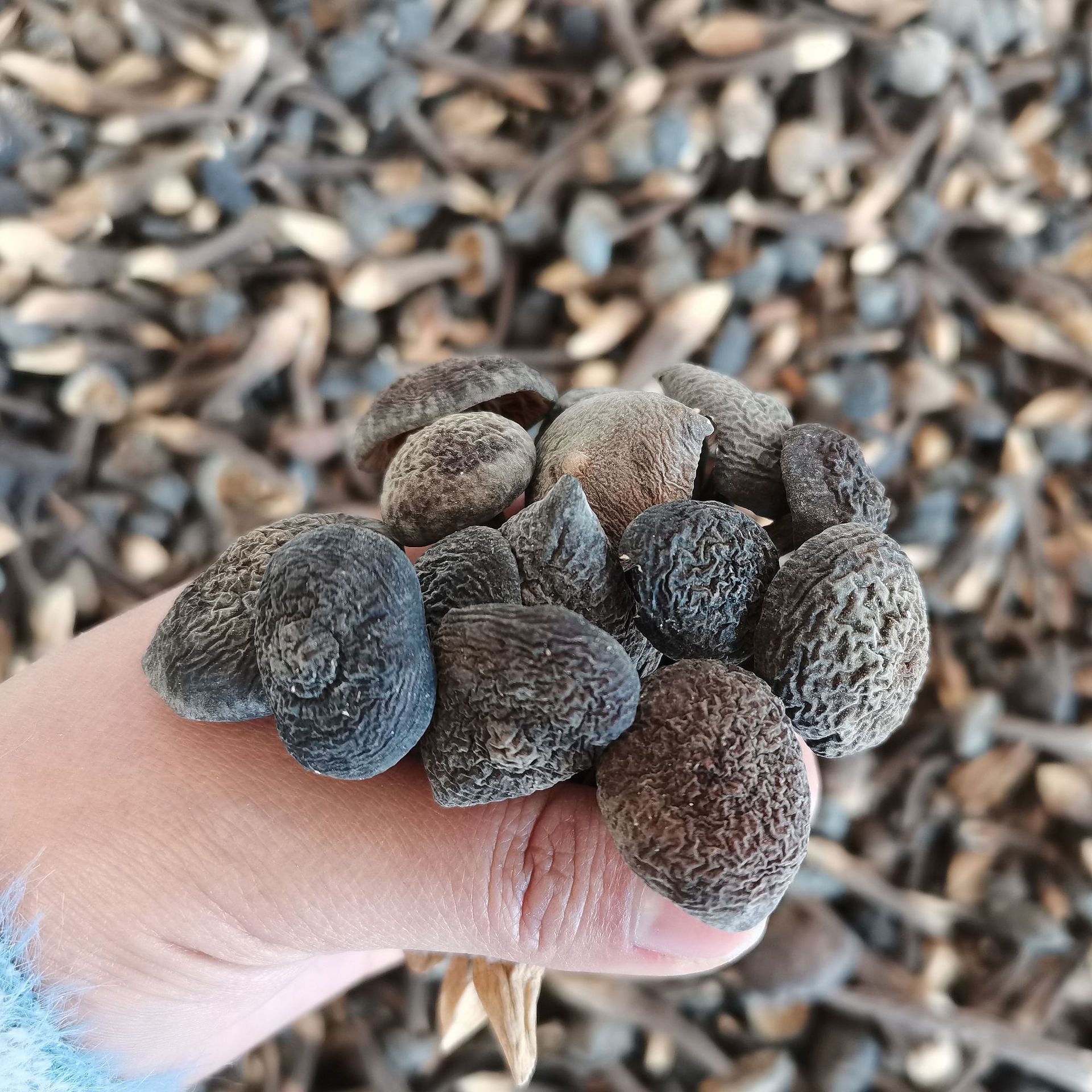 云南特产黑皮鸡枞干货2斤 食用菌菇小黑鸡枞 食用农产品一件代发