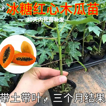 木瓜苗树南方矮化高产雷州冰糖红心大苗南方种植盆栽地栽当年结果